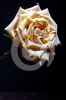 Beautiful beige rose with blossoming petals on blurry dark background, selective focus