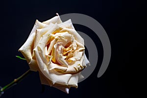 Beautiful beige rose with blossoming petals on blurry dark background, selective focus