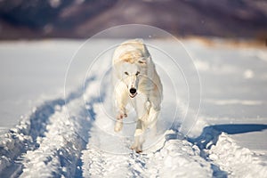 Beautiful beige Russian borzoi dog running on the snow in the winter field