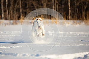Beautiful beige Russian borzoi dog running on the snow in the winter field