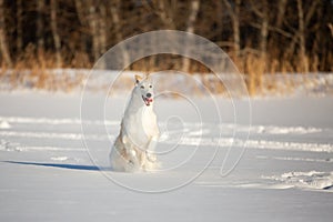 Beautiful beige Russian borzoi dog running on the snow in the winter field