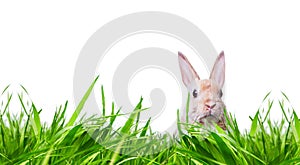 Beautiful,beige,small rabbit,baby in tall grass on meadow,isolated against white studio background.