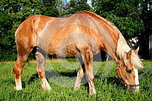 A beautiful Belgian Horse