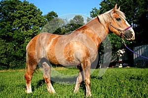 A beautiful Belgian Horse