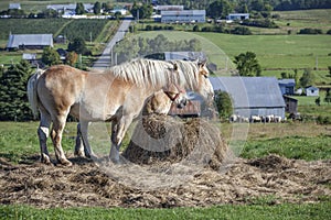 Beautiful belgian horses feeding on a bale of hay