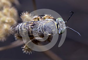 Beautiful Bembix oculata sand wasp resting on a spiky dead flower