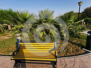 Beautiful Bench with palm tree background, Abudhabi,UAE