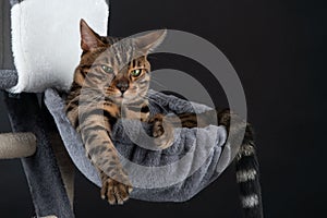 beautiful Bengal cat in hammok, clouse up