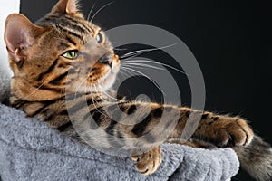 beautiful Bengal cat in hammok, clouse up