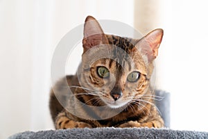 Beautiful bengal cat laying on the scratching tree