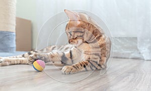 Beautiful bengal cat lying on the floor at home, pet play with toy ball