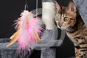 beautiful Bengal cat is playing on the scratching post