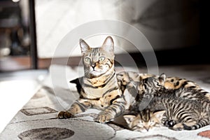 Beautiful bengal cat portrait with its striped baby kittens lying on the floor