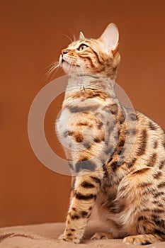 Beautiful bengal cat sitting on brown background