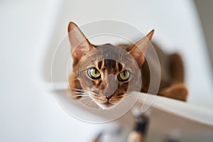 Beautiful Bengal cat sitting on a chair