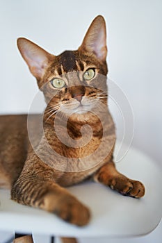 Beautiful Bengal cat sitting on a chair