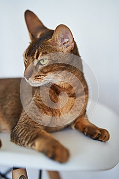 Beautiful Bengal cat sitting on a chair