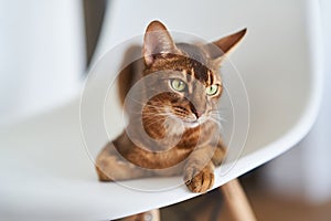 Beautiful Bengal cat sitting on a chair