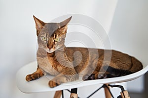 Beautiful Bengal cat sitting on a chair