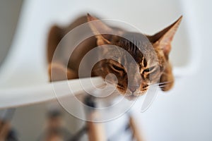 Beautiful Bengal cat sitting on a chair