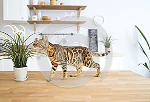 Beautiful bengal cat sitting on white table at home with the plant