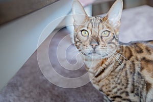 Bengal with gold eyes looking into camera