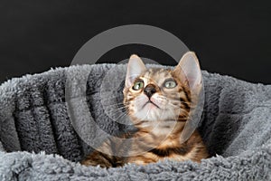 beautiful Bengal kitten in hammock. clouse up