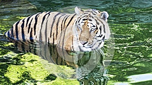 A beautiful Bengal tiger careful to cross the river