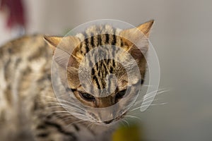 Bengala cub cat photo