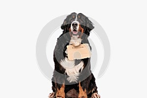 beautiful berna shepherd dog wearing adoption billboard photo