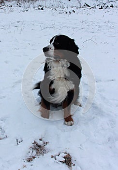 Really Beautiful Bernese Mountain Dog.