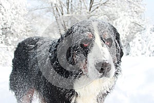 Really Beautiful Bernese Mountain Dog.