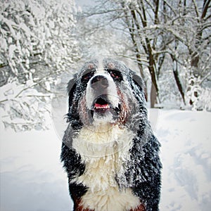 Really Beautiful Bernese Mountain Dog.