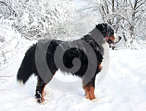 Really Beautiful Bernese Mountain Dog.