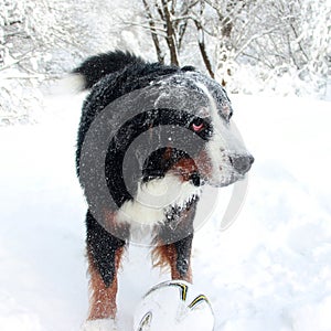 Really Beautiful Bernese Mountain Dog.