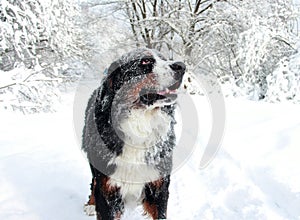 Really Beautiful Bernese Mountain Dog.