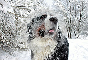 Really Beautiful Bernese Mountain Dog.