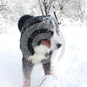 Really Beautiful Bernese Mountain Dog.