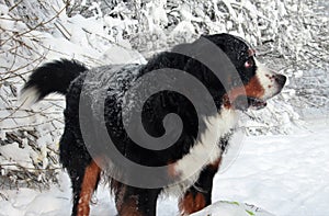 Really Beautiful Bernese Mountain Dog.