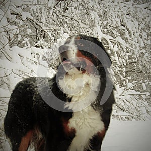 Really Beautiful Bernese Mountain Dog.