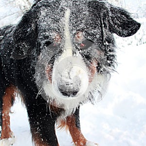 Really Beautiful Bernese Mountain Dog.