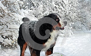 Really Beautiful Bernese Mountain Dog.