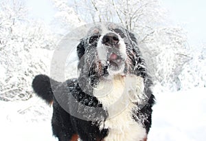 Really Beautiful Bernese Mountain Dog.