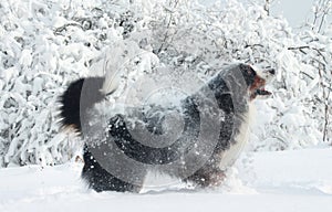 Really Beautiful Bernese Mountain Dog.