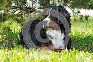 Beautiful Bernese mountain dog rests in the shade