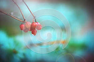 Beautiful berries and blue