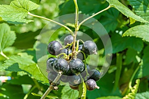 Beautiful berry branch black currant bush with natural leaves