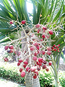 Beautiful betel palm