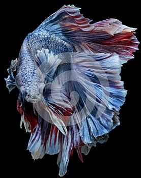 Beautiful Betta Fish halfmoon movement with clipping parth