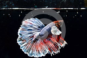 Beautiful Betta fish swims with water buble